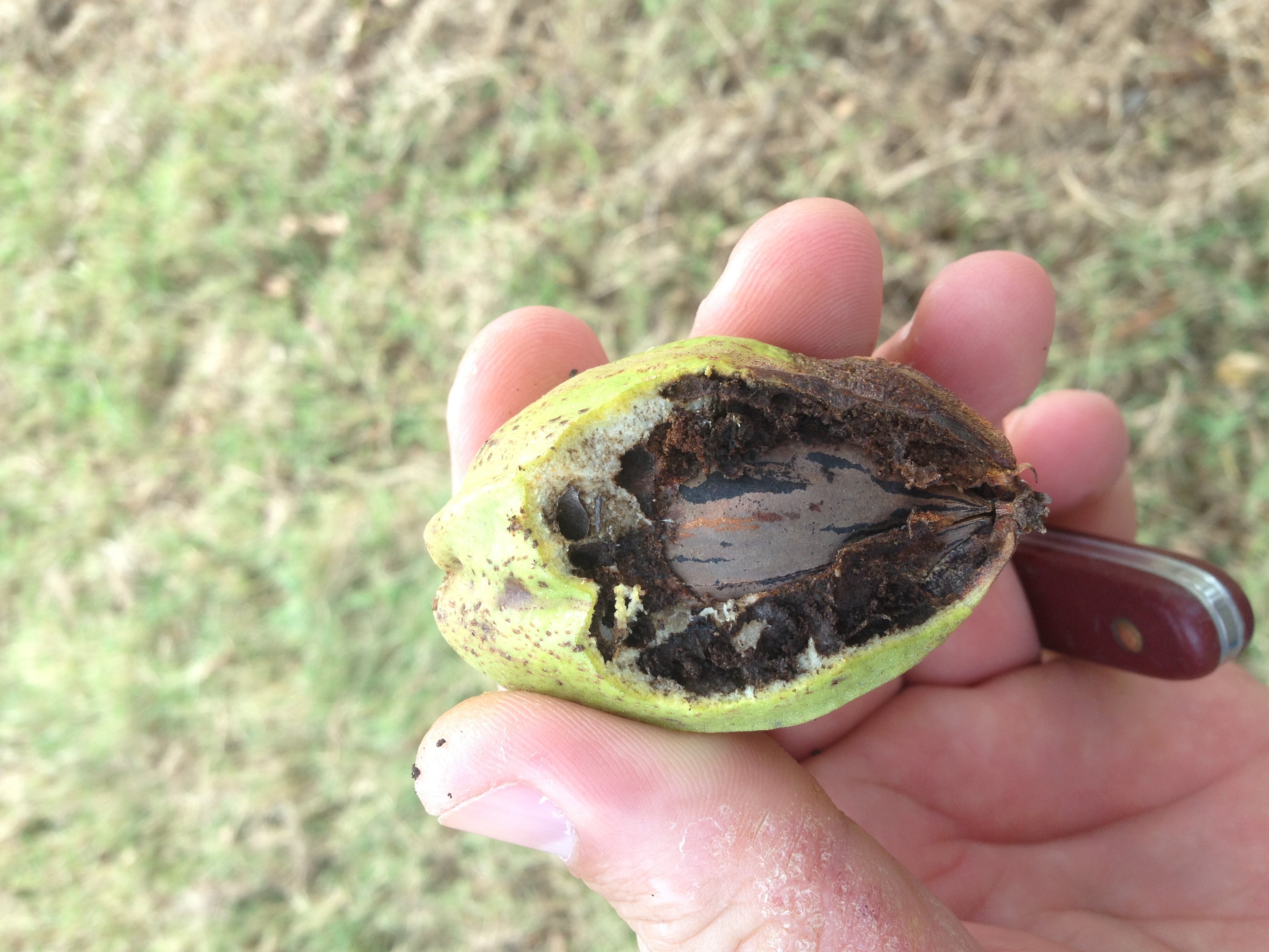 Hickory shuckworm